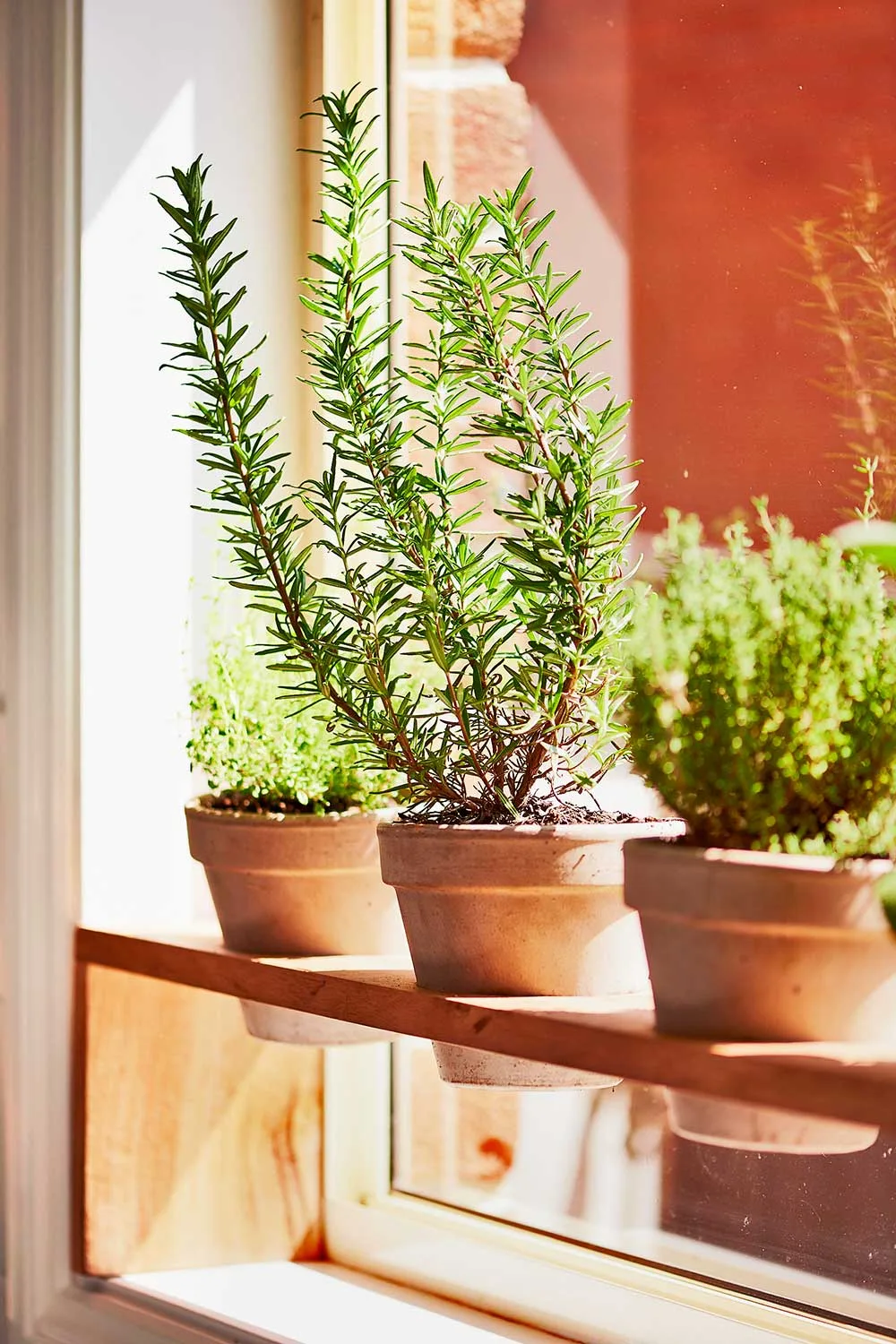 Windowsill herbs