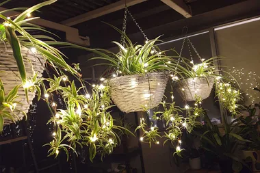 Reader project: A sparkling hanging garden