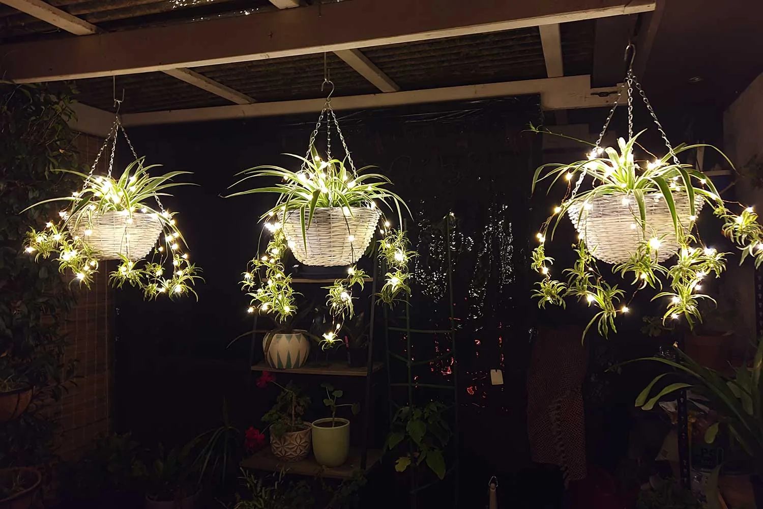 Hanging plants