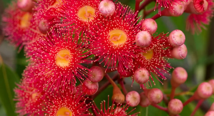 Small trees that have a big impact in the garden