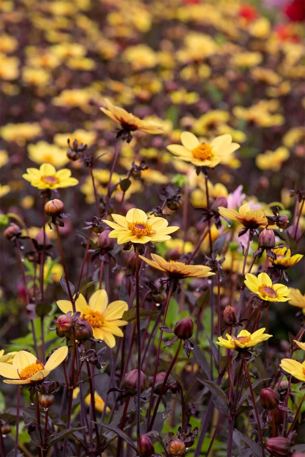 Clarion dahlias