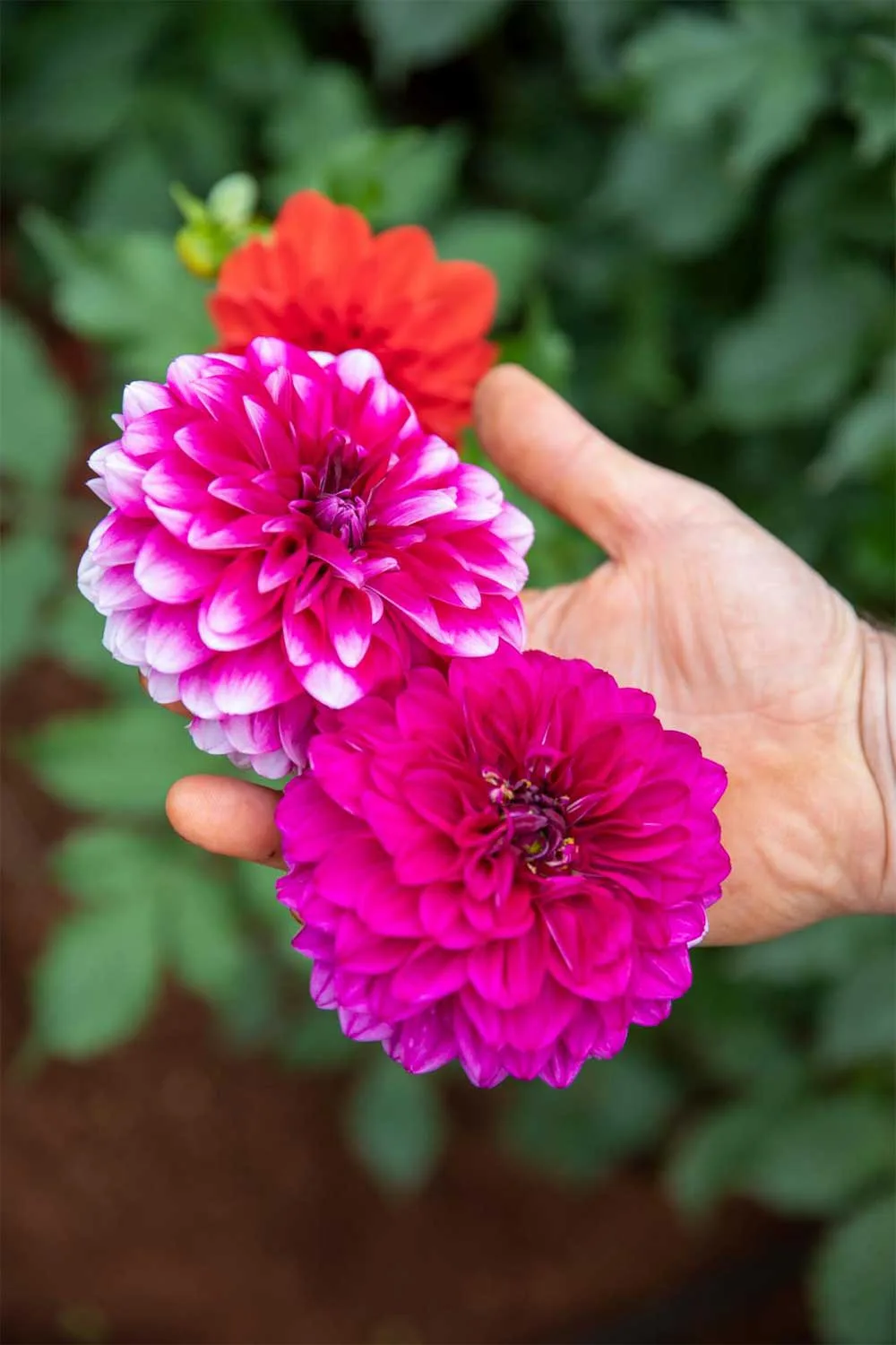 Purple delight dahlias
