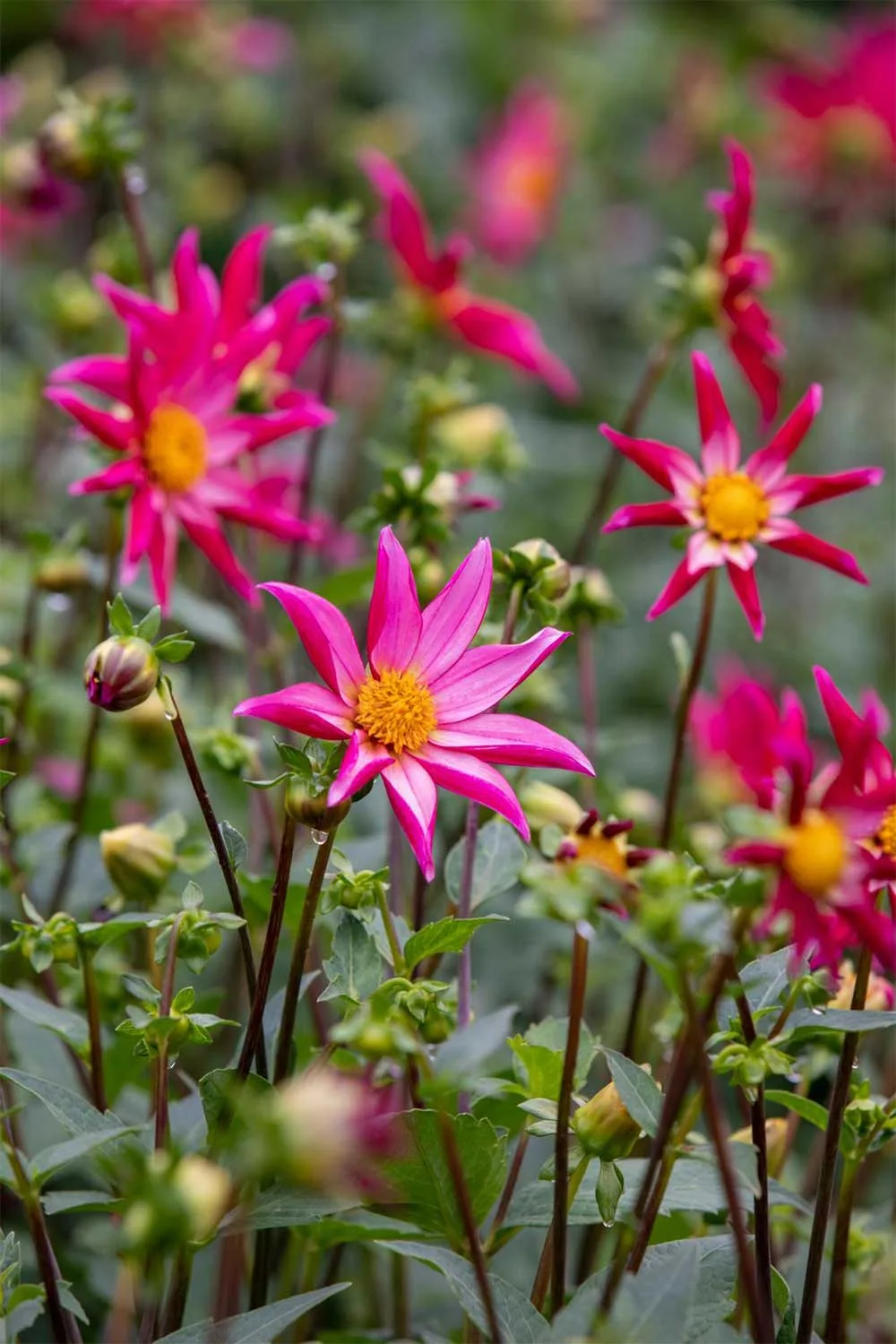 'Christie Starlet' dahlia