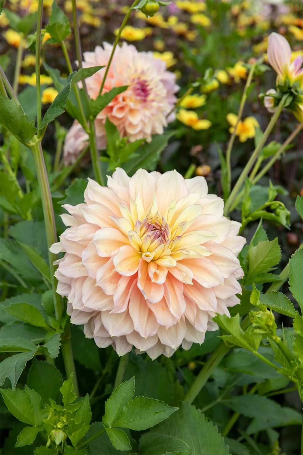 'Kotara' dahlia