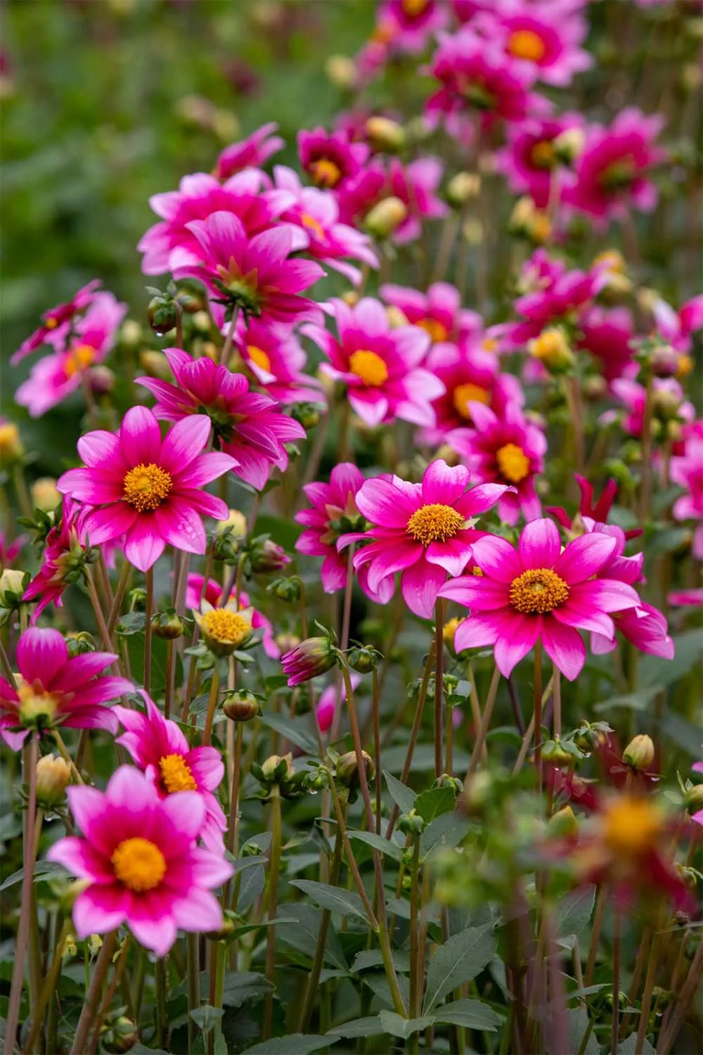 Bonnie Skye dahlia