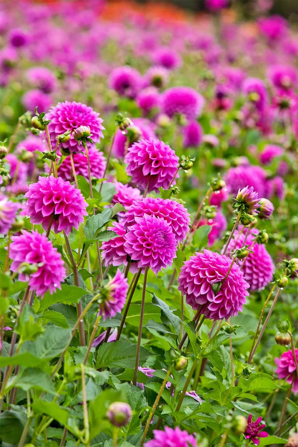 Winkie Cavalier dahlias