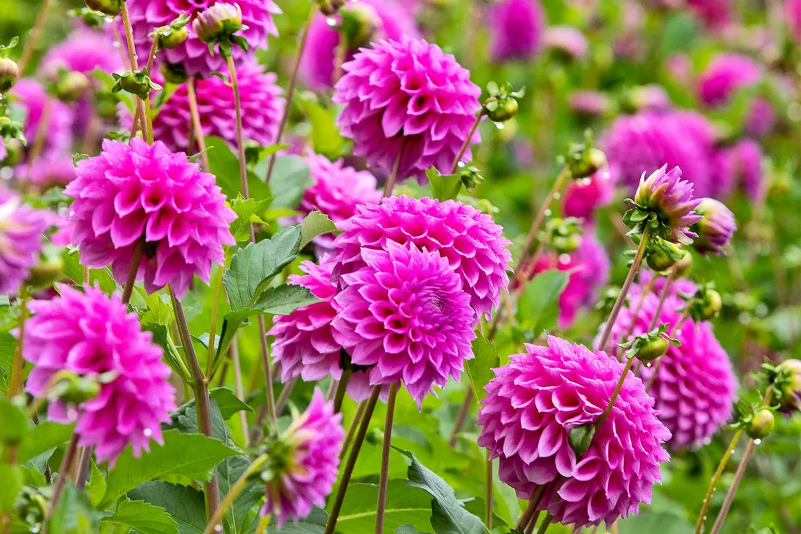 Gardening better homes and gardens