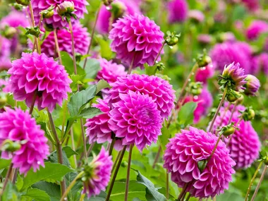 How to grow dahlias