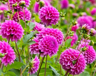 How to grow dahlias