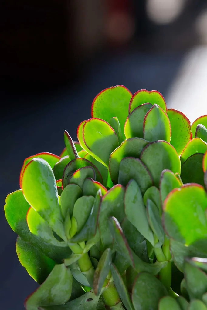 Crassula