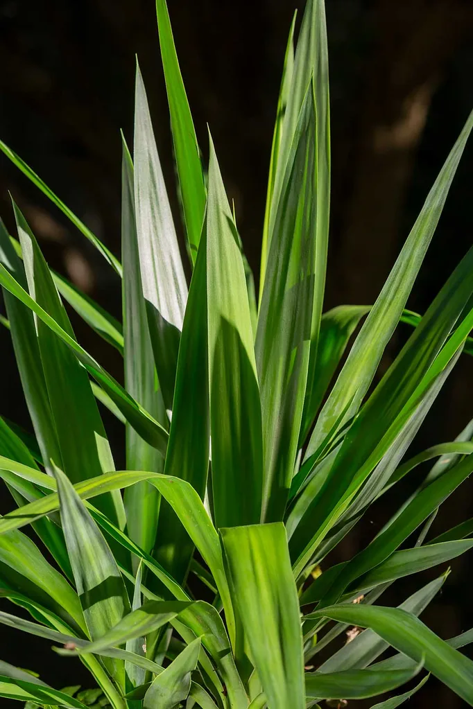 Gymea lily