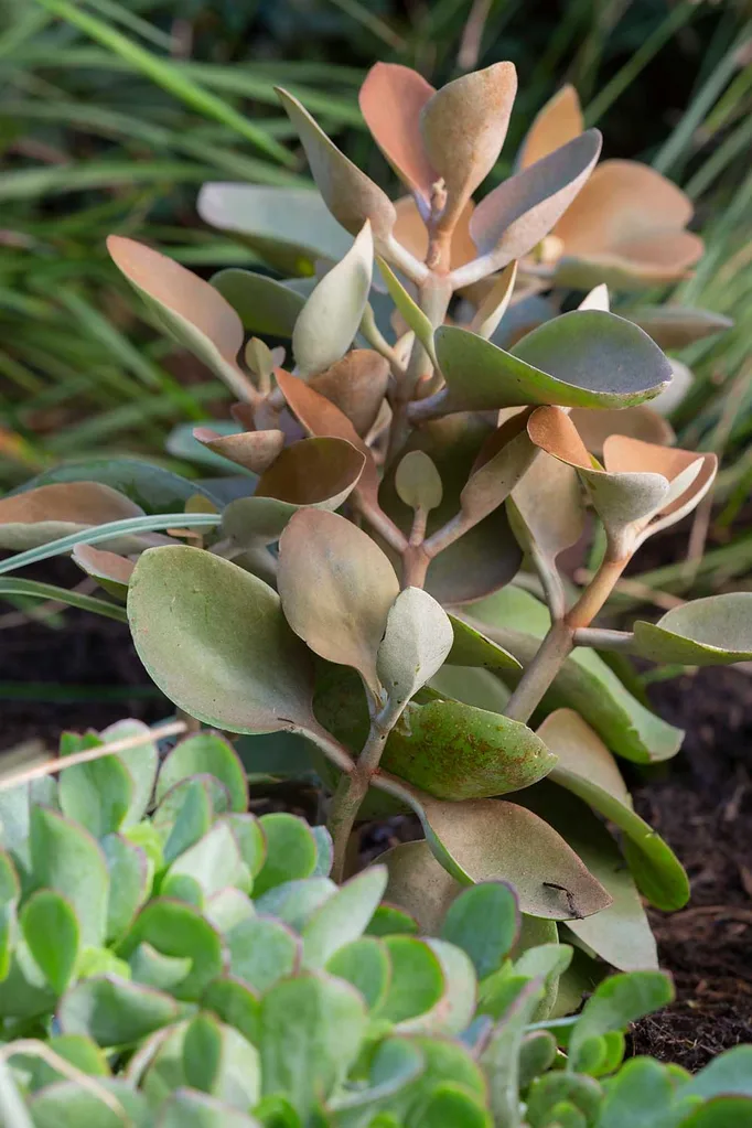 Kalanchoe