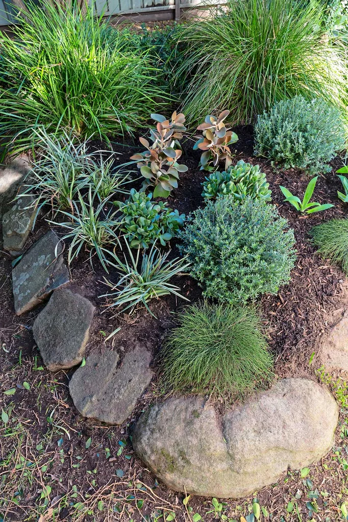 Garden bed with succulents