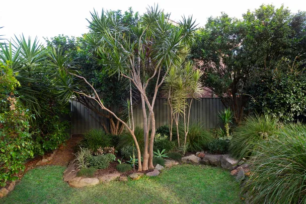 Garden bed with yuccas