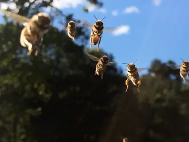 Johanna meets bee rescuers