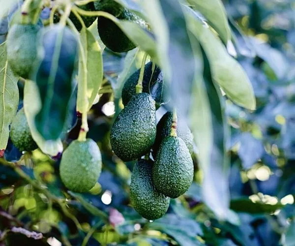 Avocado tree