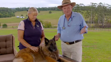 How to tell if your dog needs to see a vet