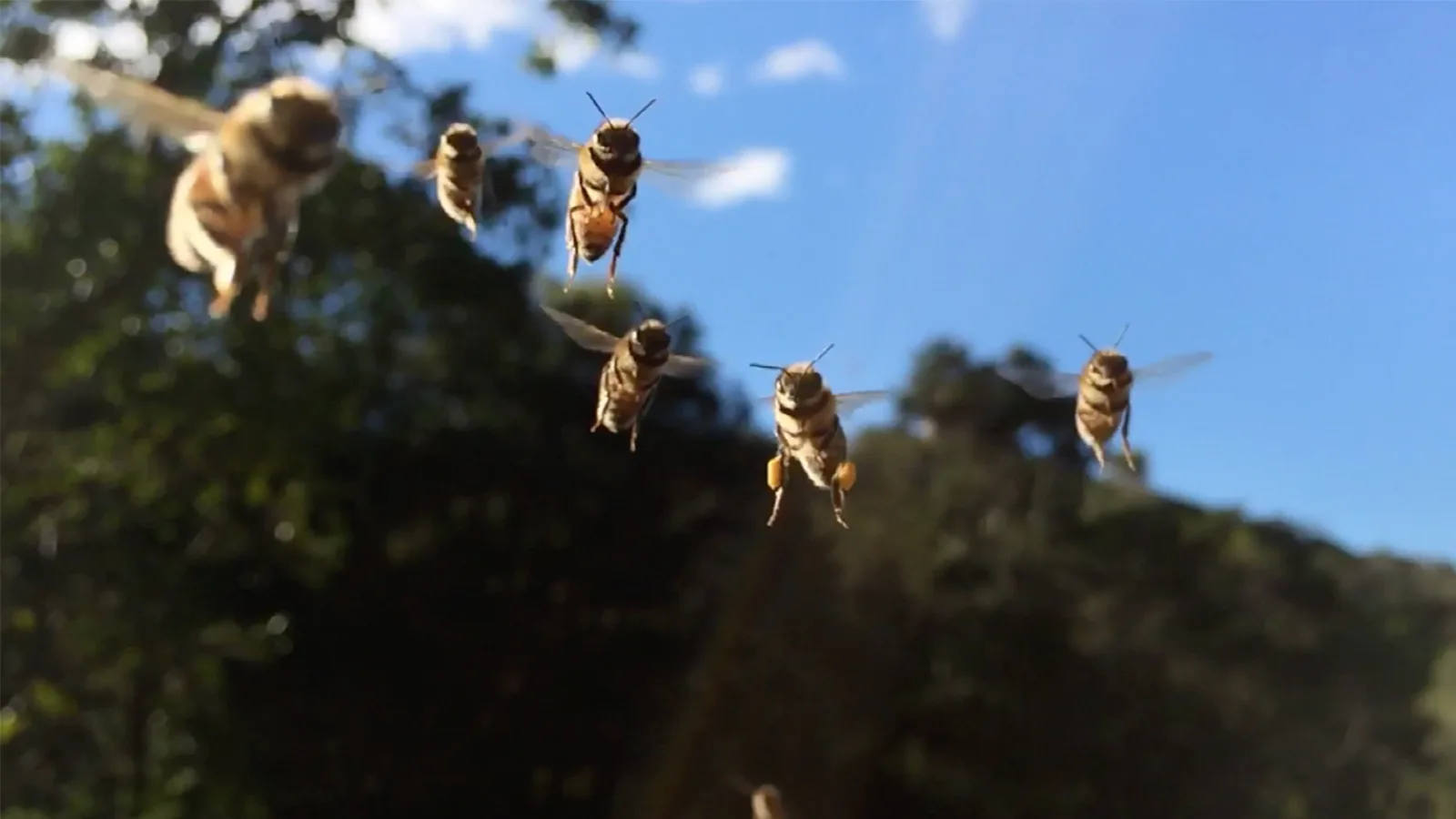 Johanna meets bee rescuers