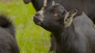 Dr Harry meets Sooty the miniature goat