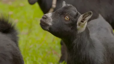 Dr Harry meets Sooty the miniature goat