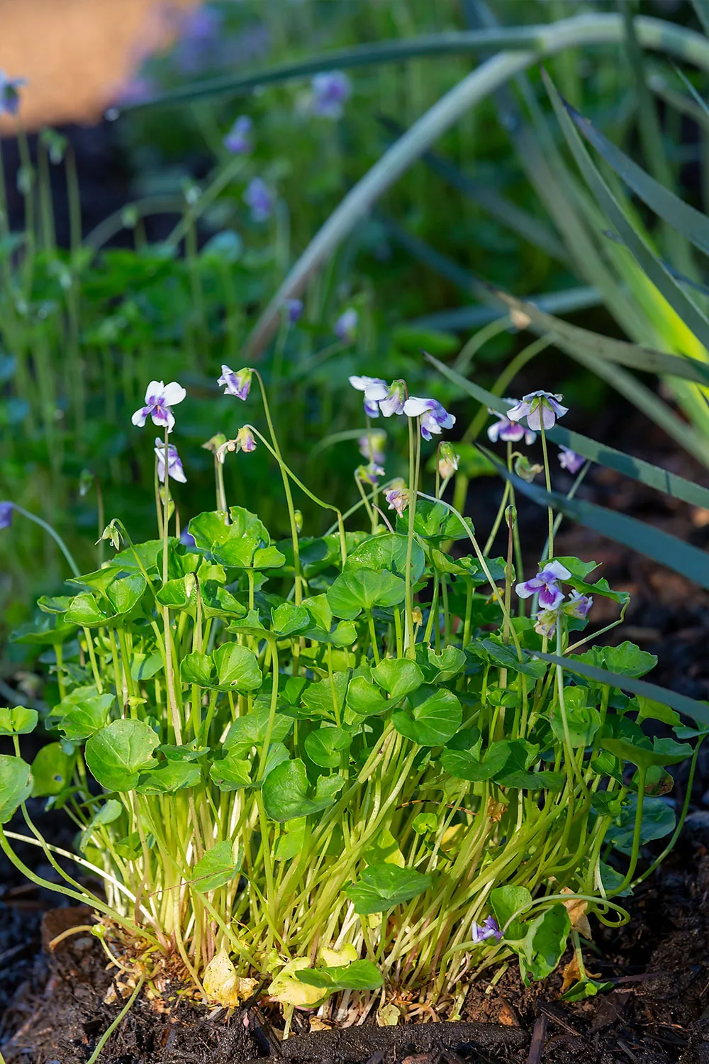 Native violet