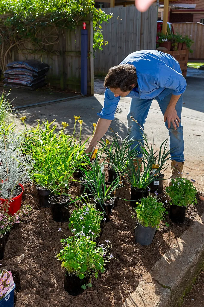 Charlie planting natives in a suburban verge garden