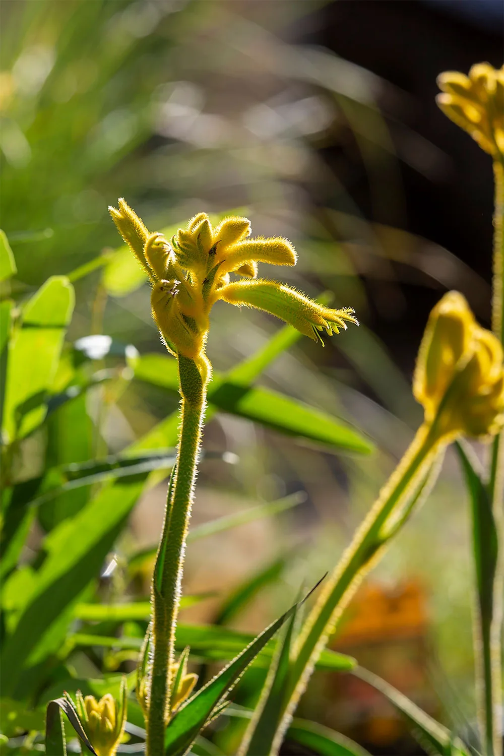 Kangaroo paw