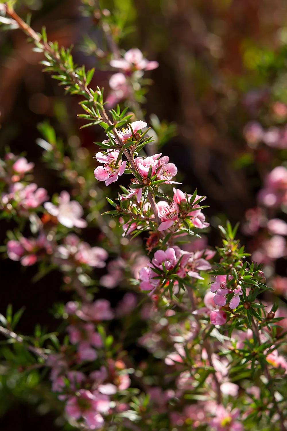 tea tree