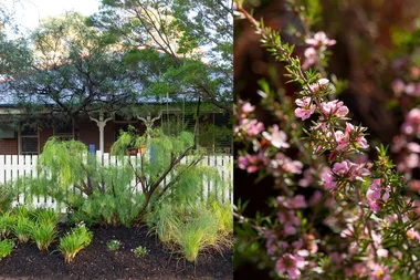 How to create a native verge garden