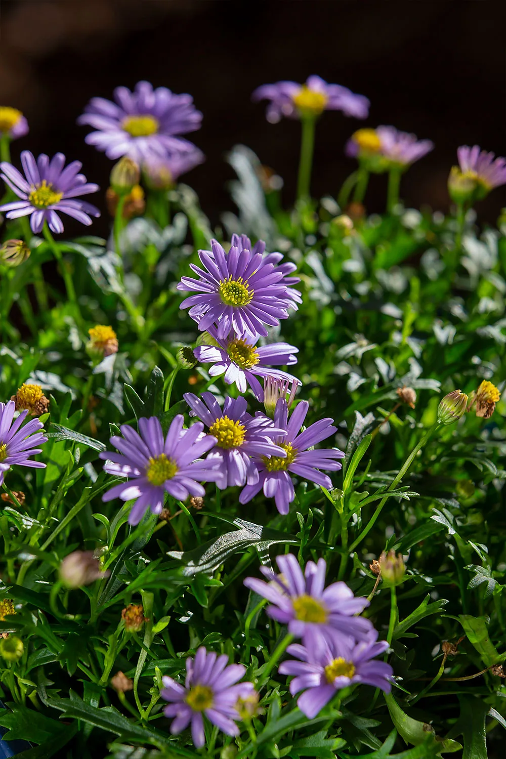 Cut leaf daisy