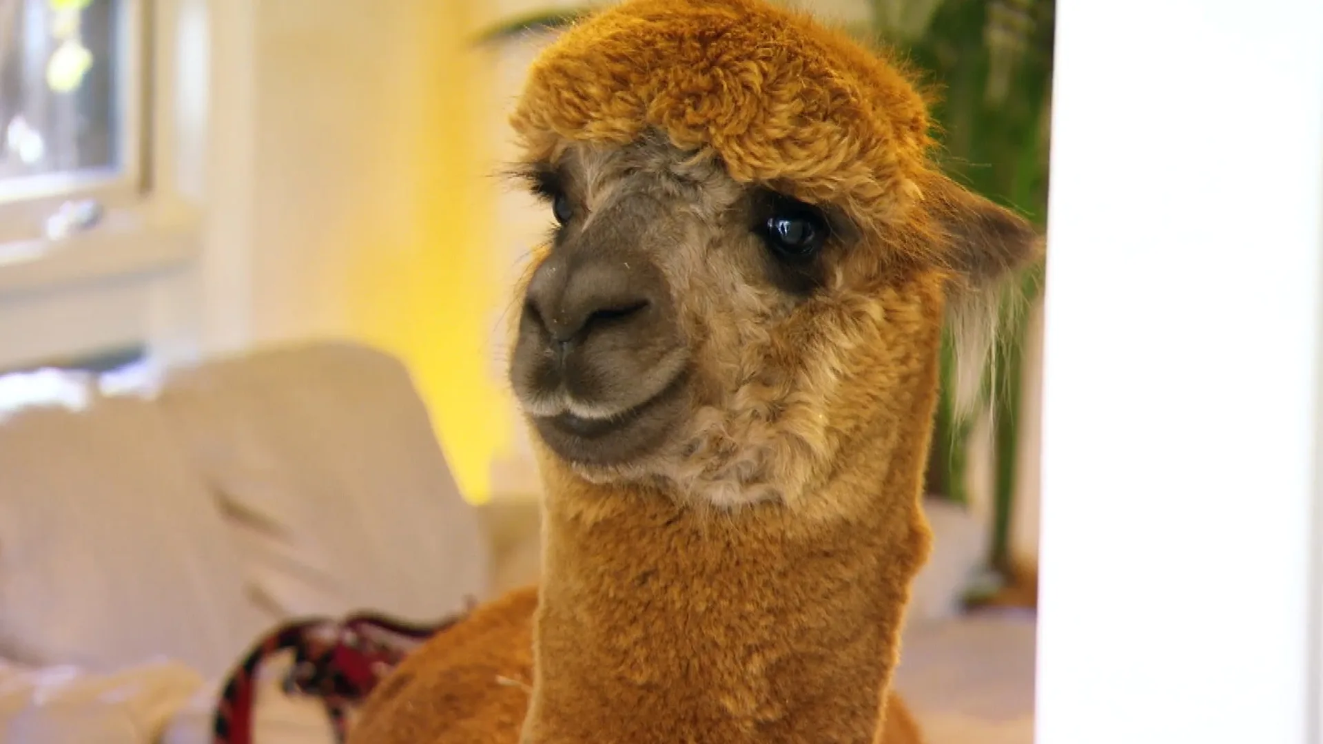 Dr Harry meets some animals that think they’re humans