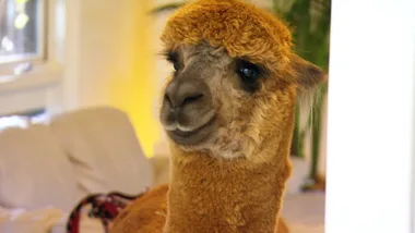 Dr Harry meets some animals that think they’re humans