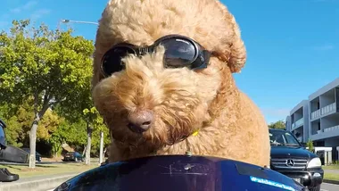 Dr Harry meets some animals that think they’re humans