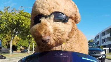 Dr Harry meets some animals that think they’re humans