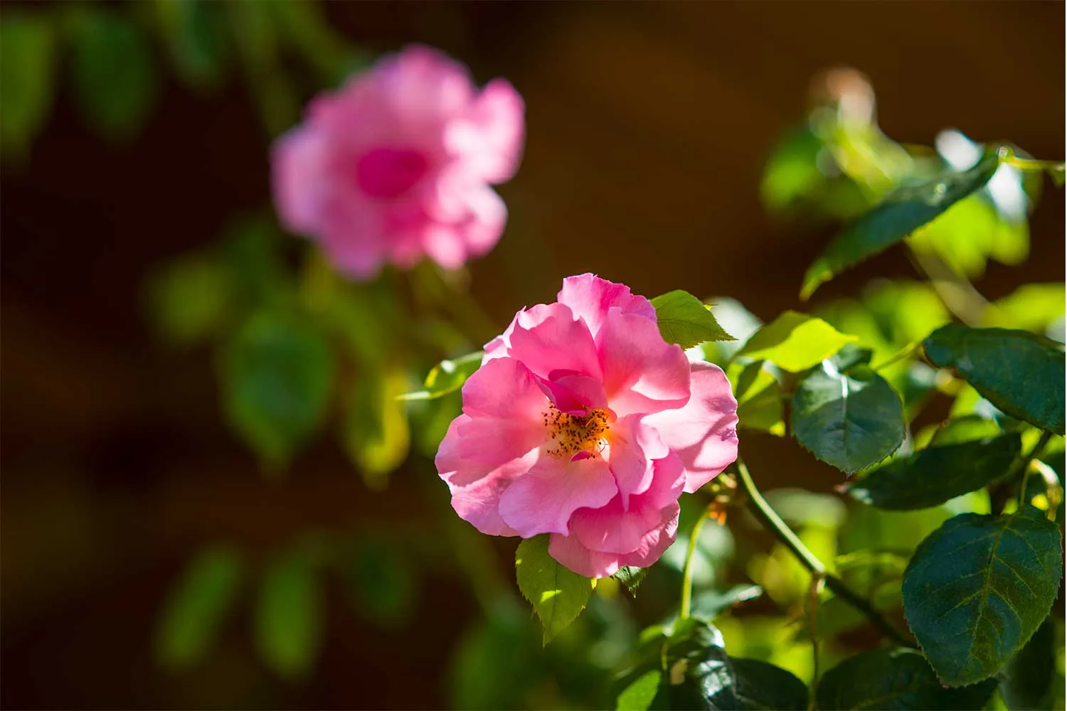 How to grow roses and care for them year round| Better Homes & Gardens ...