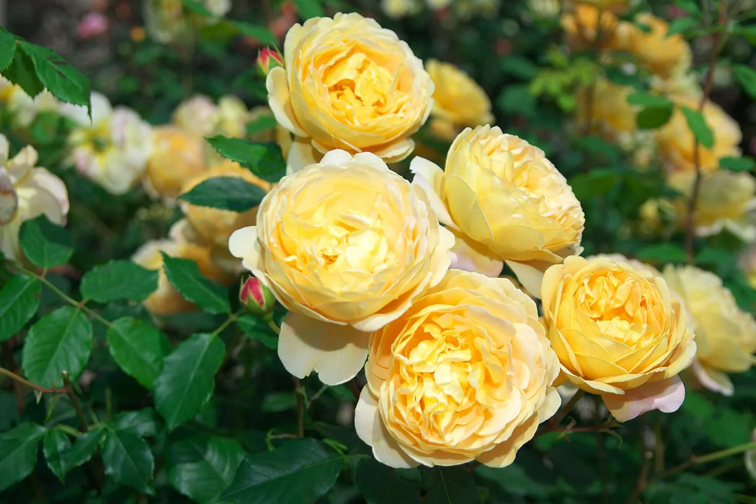 How to grow roses and care for them year round| Better Homes & Gardens ...
