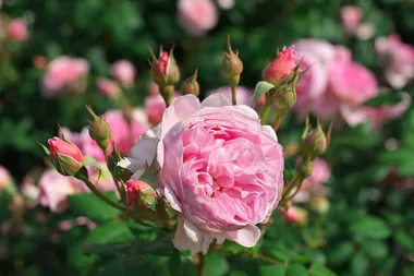 Pink David Austin rose