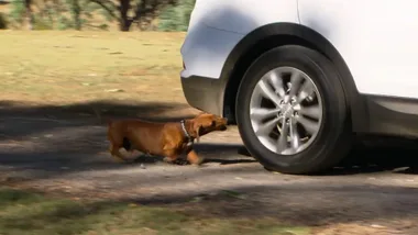 Dr Harry meets some mischievous pets