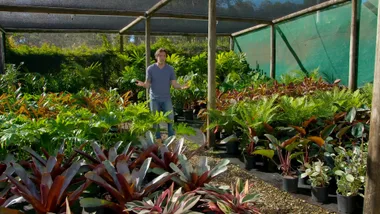 How to choose a healthy plant at a nursery