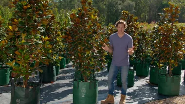 How to choose a healthy plant at a nursery