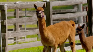 Dr Harry visits a baby alpaca
