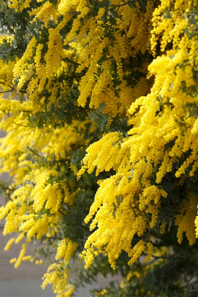 Wattle