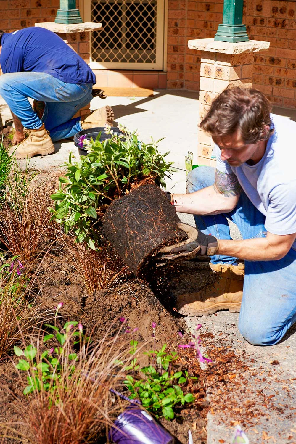 Charlie Albone planting plant