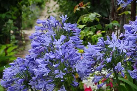 How to lift and divide agapanthus
