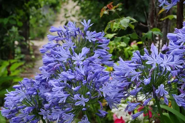 How to lift and divide agapanthus