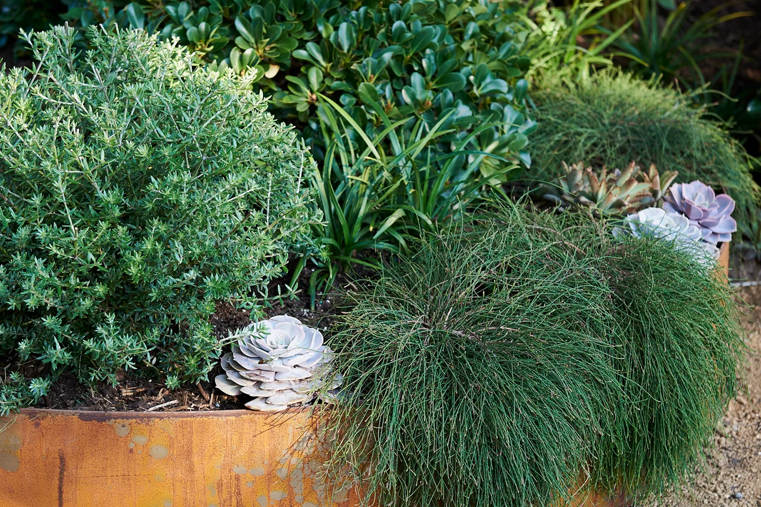 Garden bed with edging