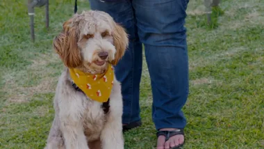 Dr Harry visits Waffle the poodle