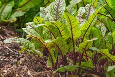 How to plant seedlings
