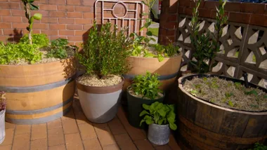 How to make wicking beds with old wine barrels