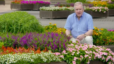 Graham Ross explores City of Sydney’s flowers